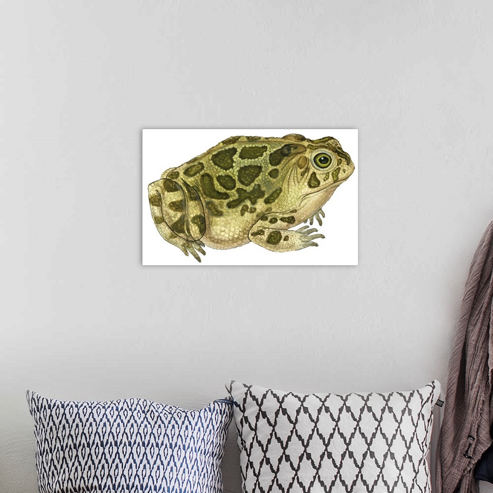 A bohemian room featuring Educational illustration of the great plains toad.