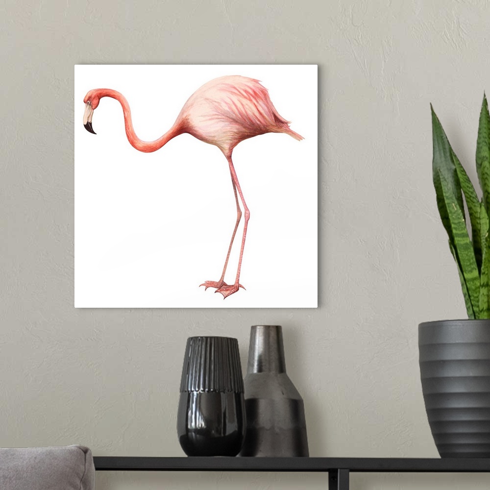 A modern room featuring Educational illustration of the greater flamingo.