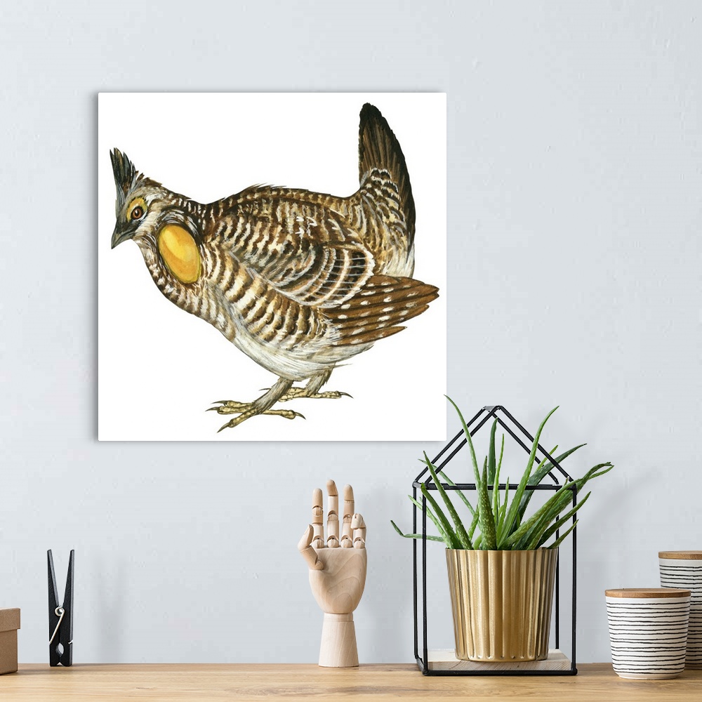 A bohemian room featuring Educational illustration of the greater prairie chicken.