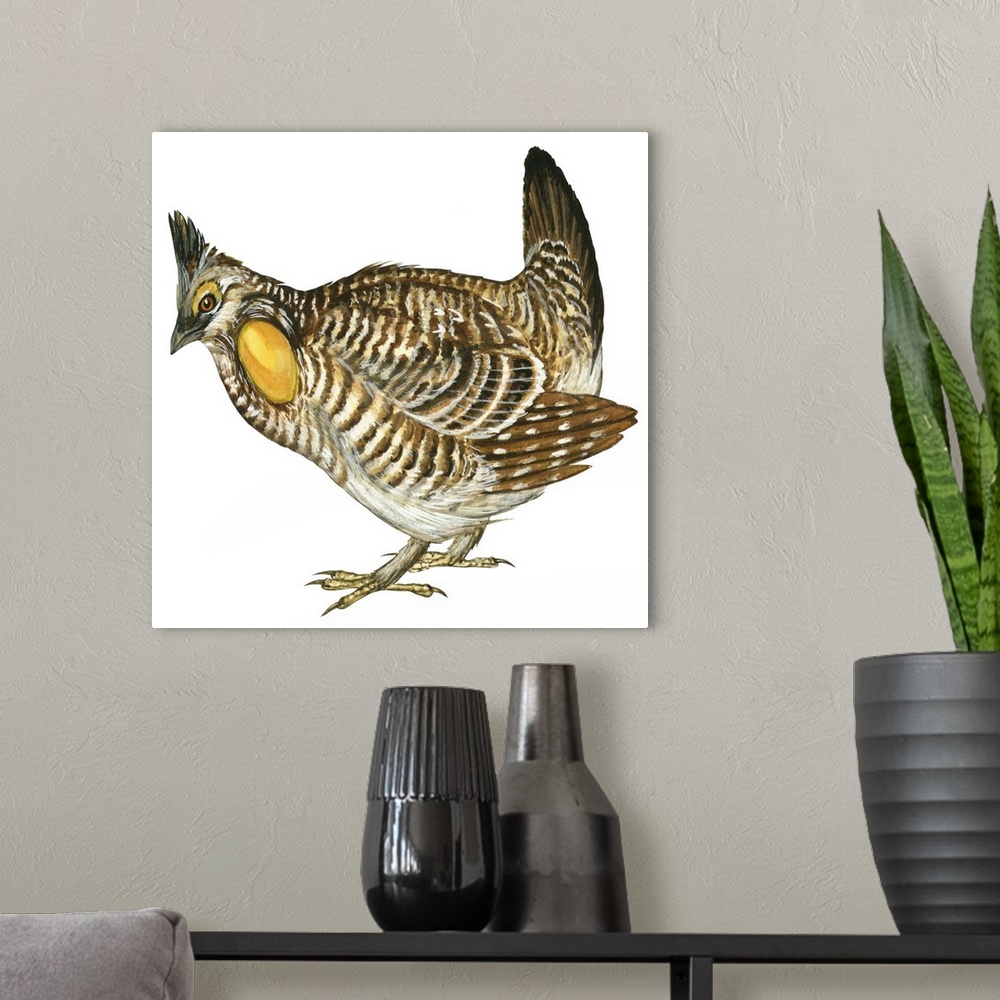 A modern room featuring Educational illustration of the greater prairie chicken.