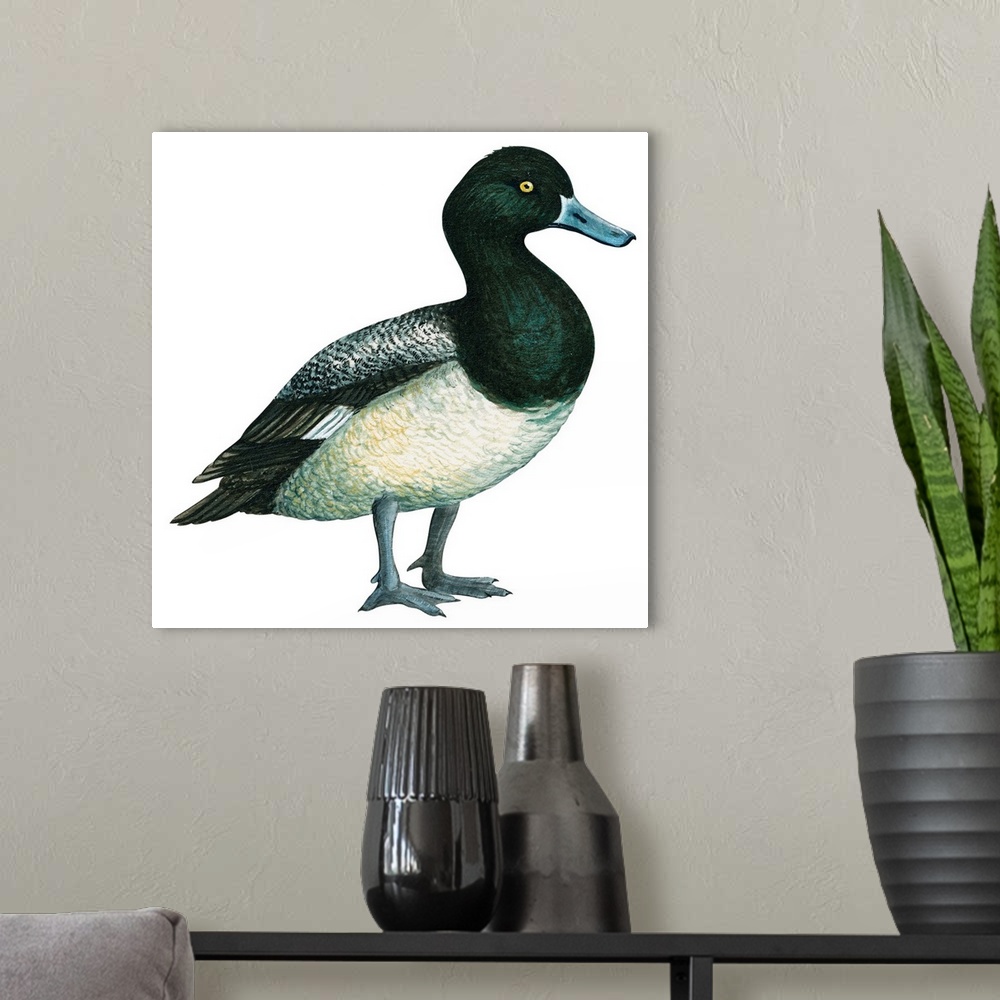 A modern room featuring Educational illustration of the greater scaup.