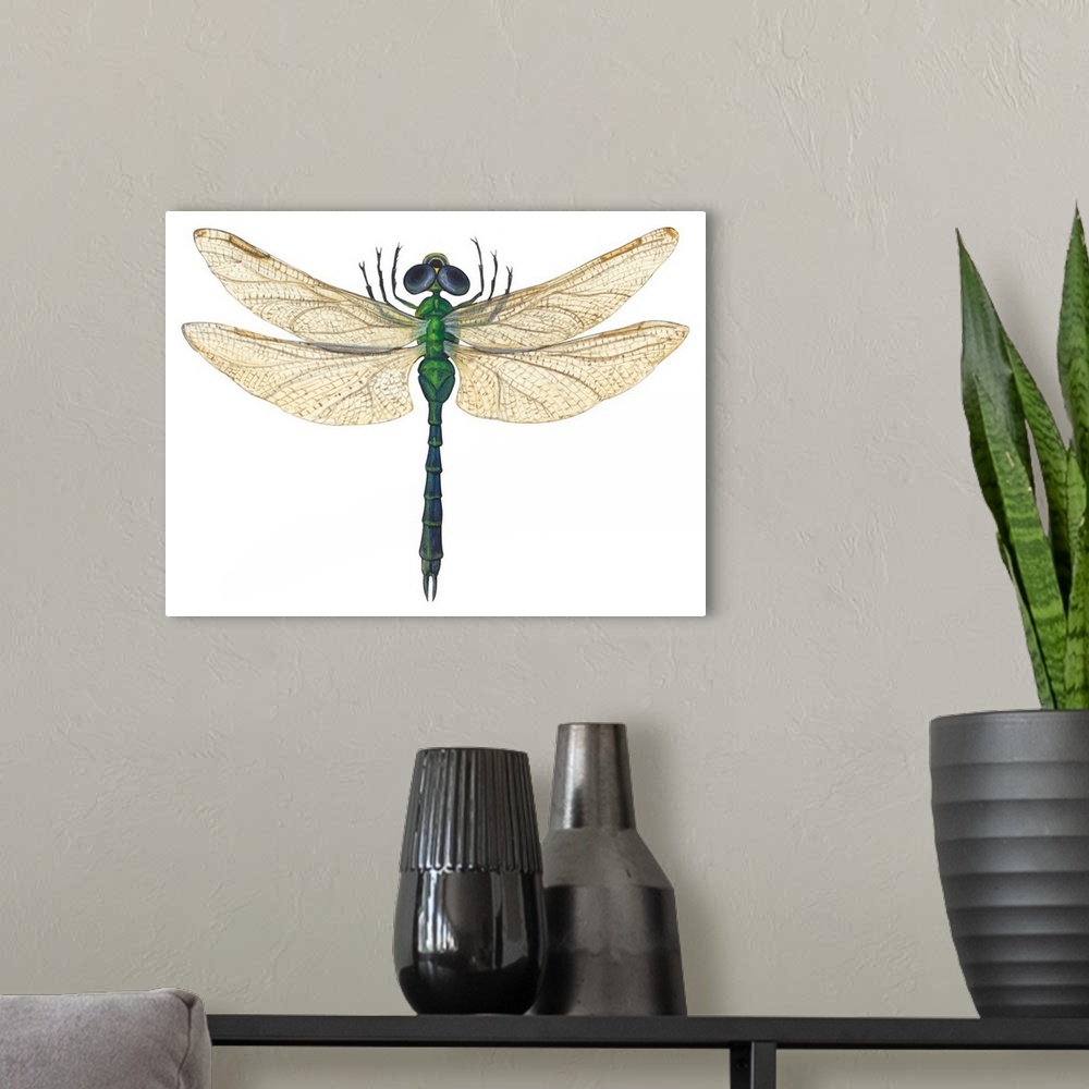 A modern room featuring Green Darner Dragonfly (Anax Junius)