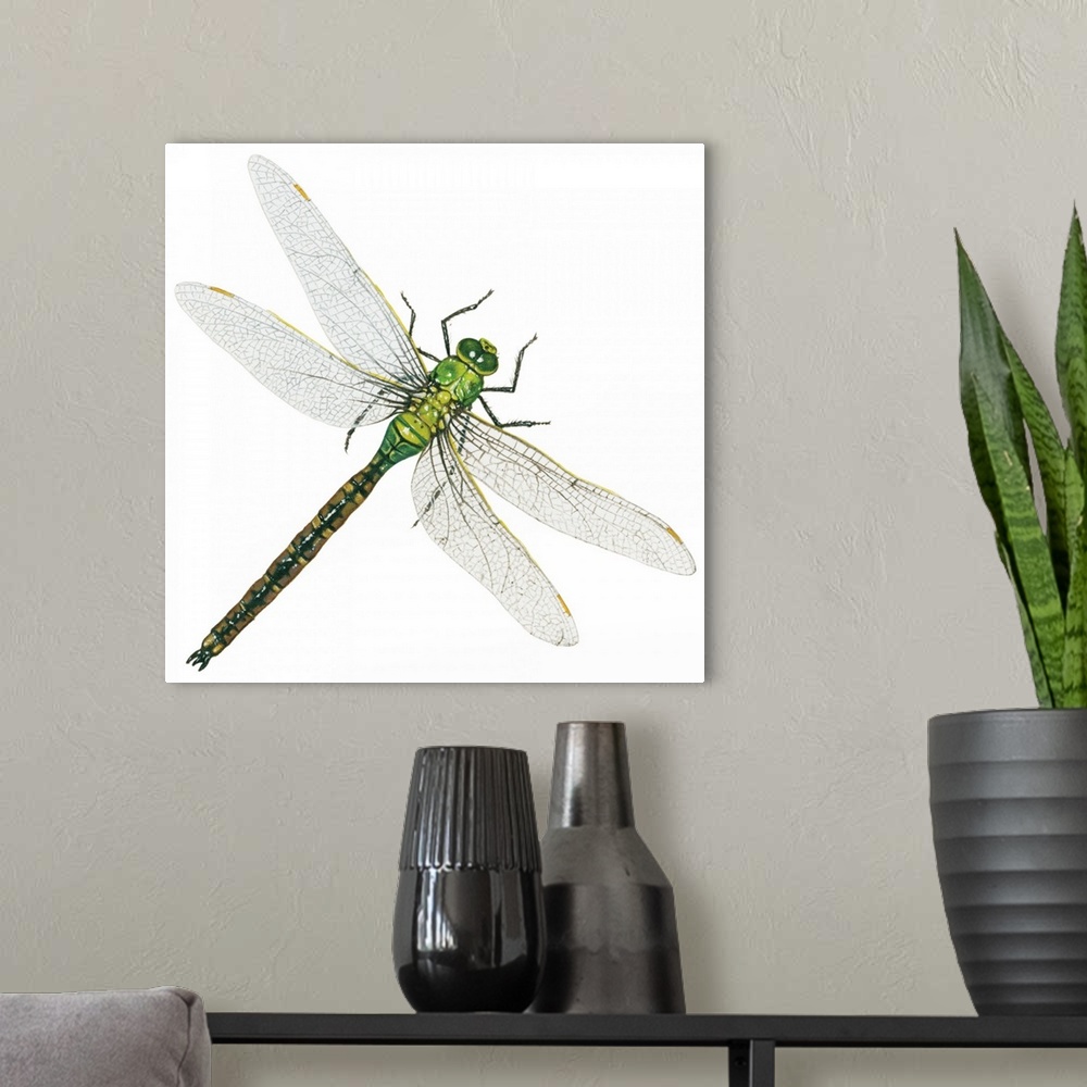 A modern room featuring Green Darner - Female (Anax Junius), Dragonfly