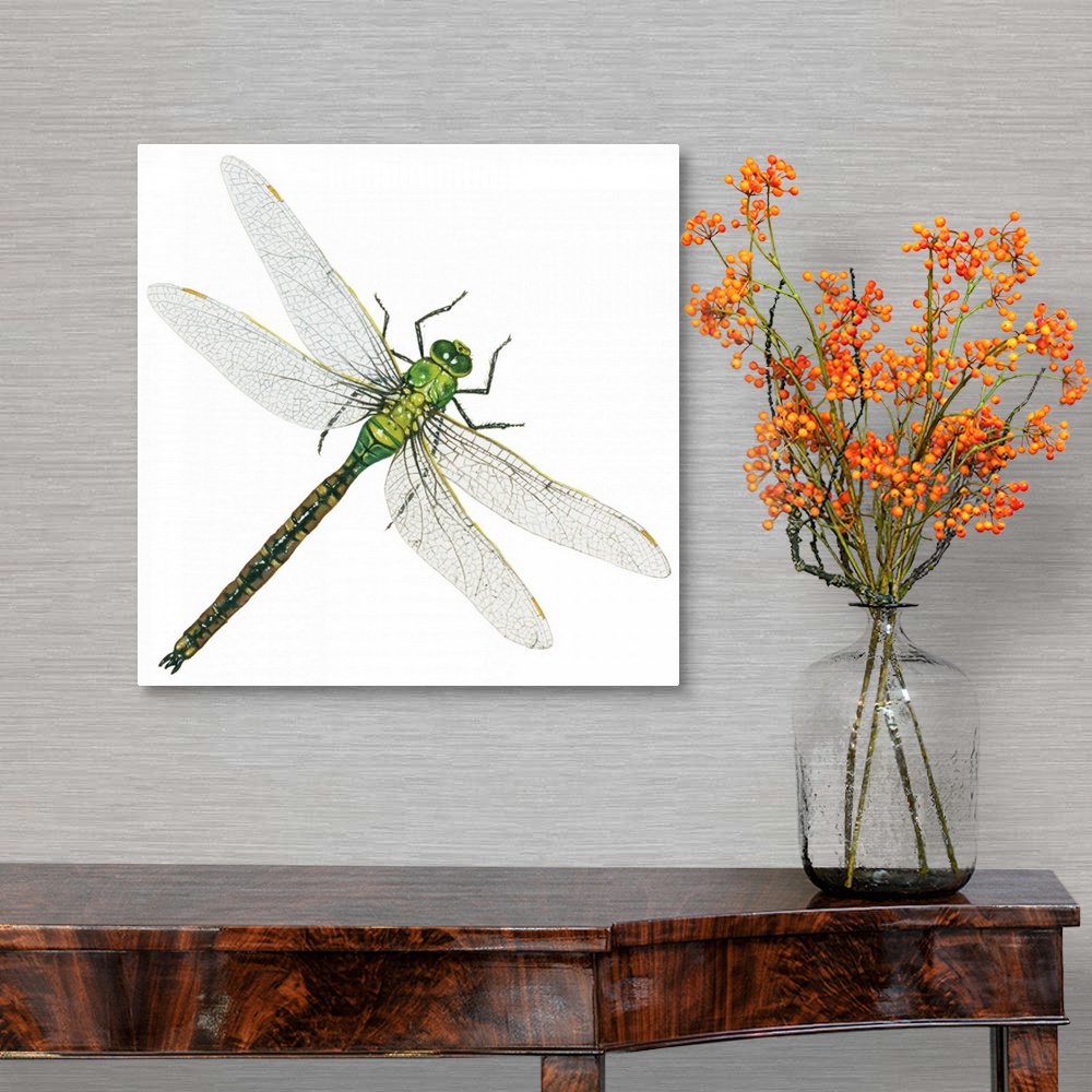 A traditional room featuring Green Darner - Female (Anax Junius), Dragonfly