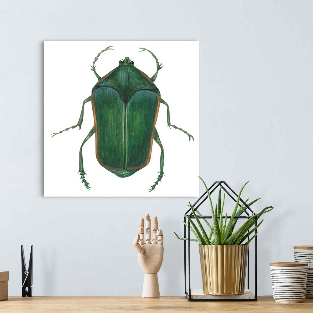 A bohemian room featuring Green June Beetle (Cotinus Nitida)