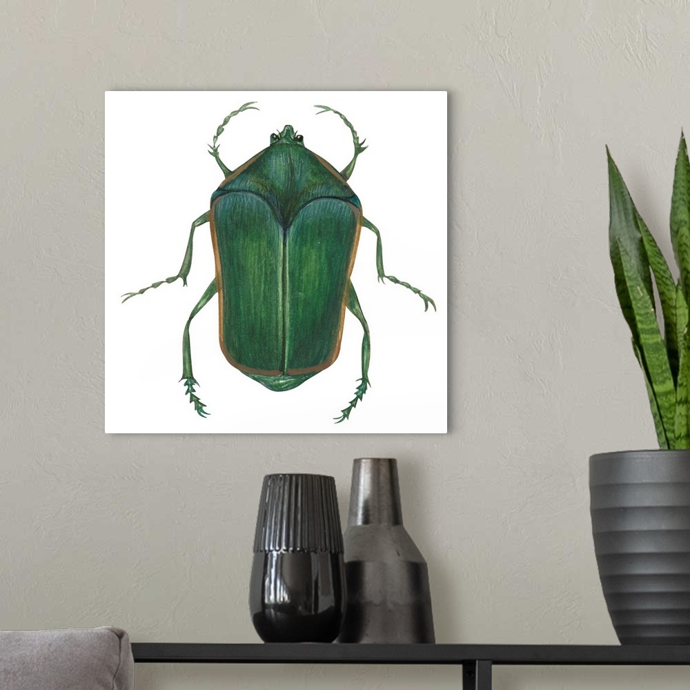 A modern room featuring Green June Beetle (Cotinus Nitida)