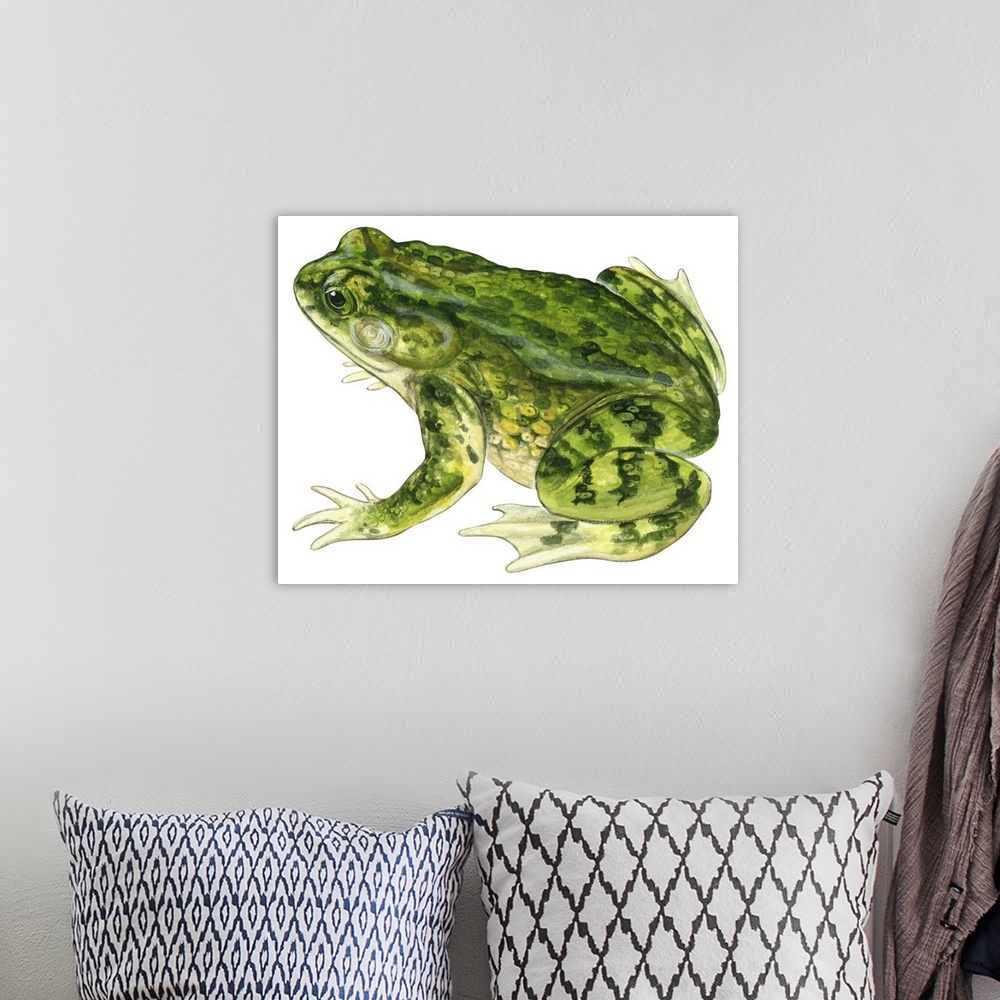 A bohemian room featuring Educational illustration of the green toad.