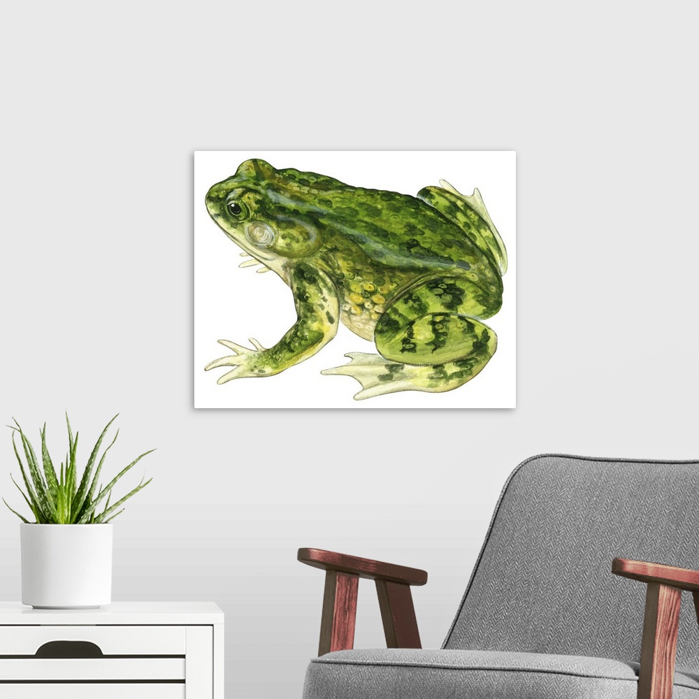 A modern room featuring Educational illustration of the green toad.