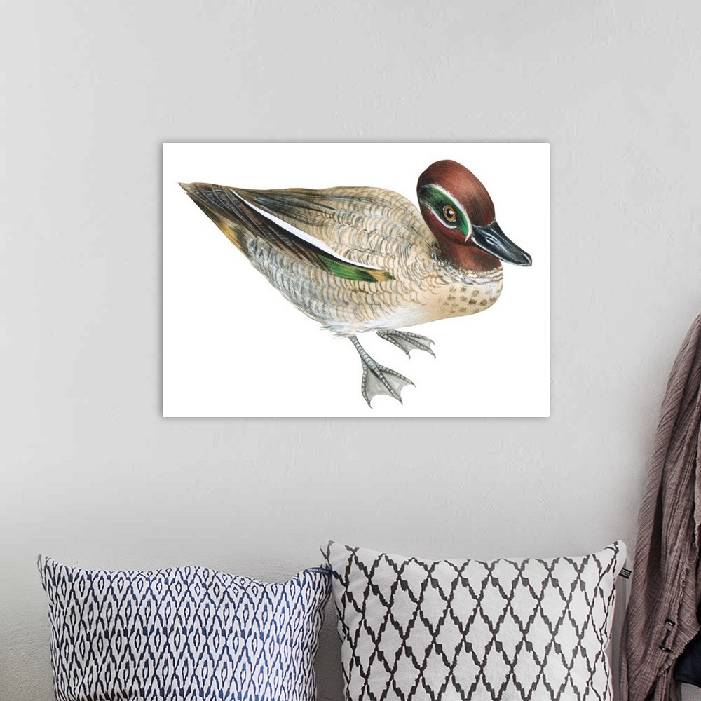 A bohemian room featuring Educational illustration of the green winged-teal.