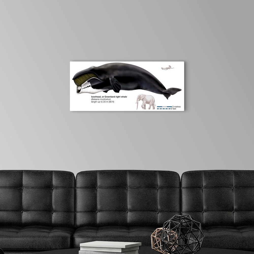 A modern room featuring Greenland Right Whale Or Bowhead (Balaena Mysticetus)