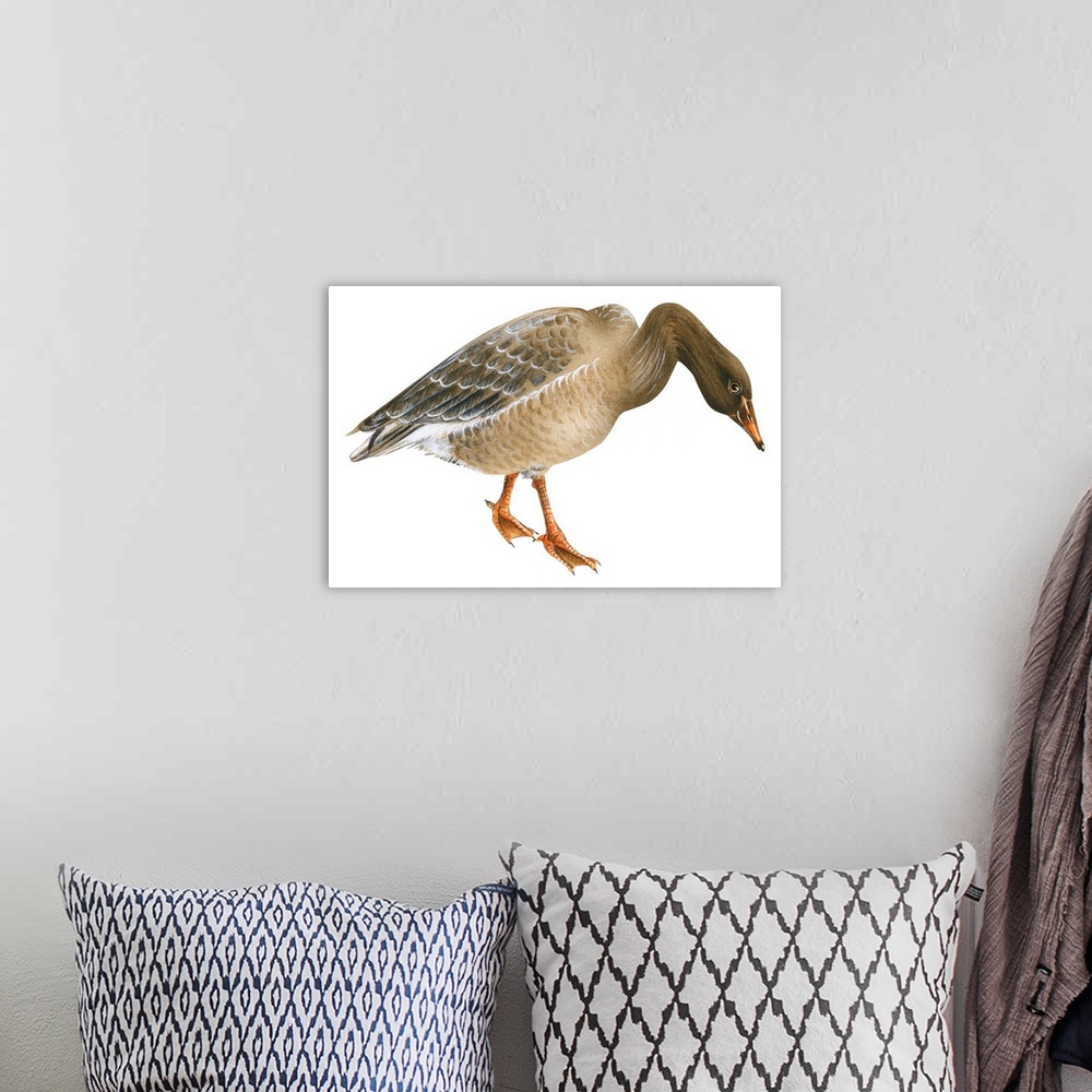 A bohemian room featuring Educational illustration of the greylag goose.