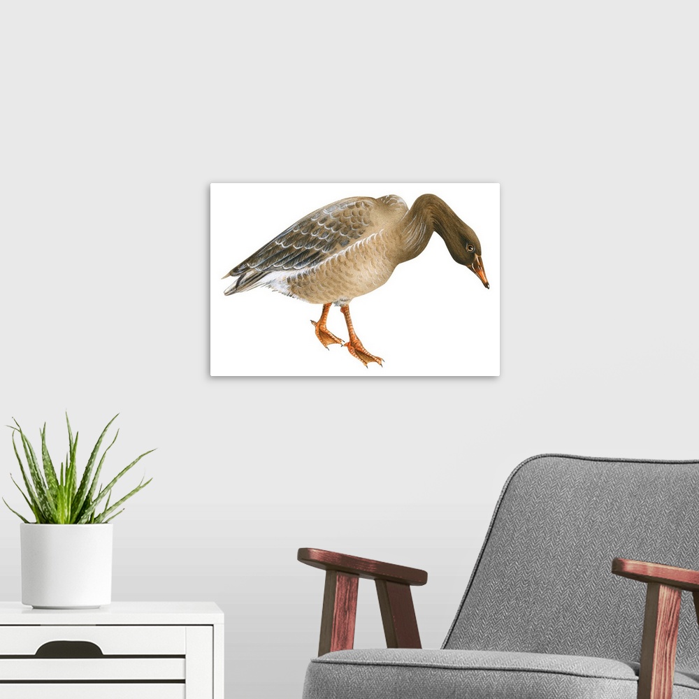 A modern room featuring Educational illustration of the greylag goose.