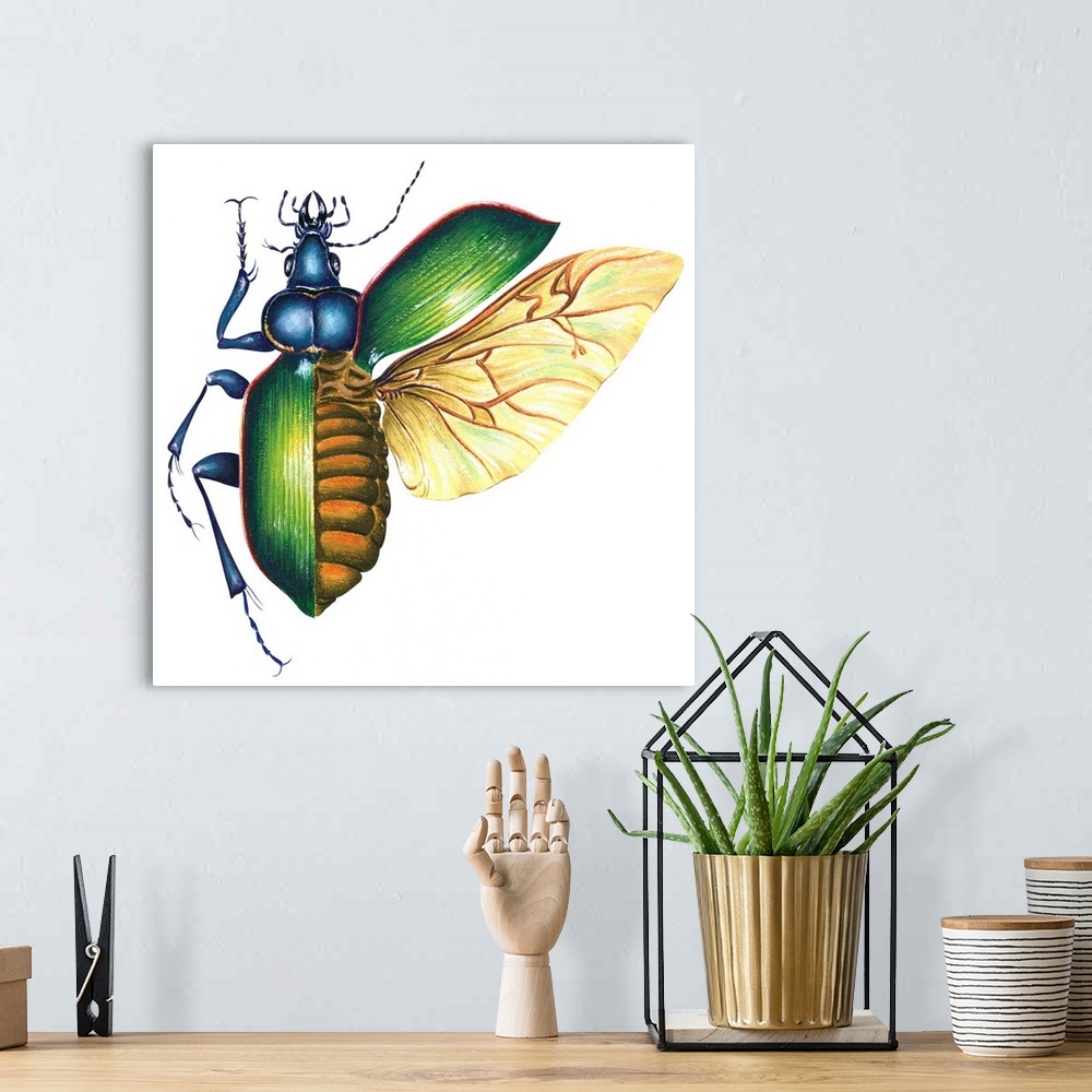 A bohemian room featuring Ground Beetle (Carabidae)