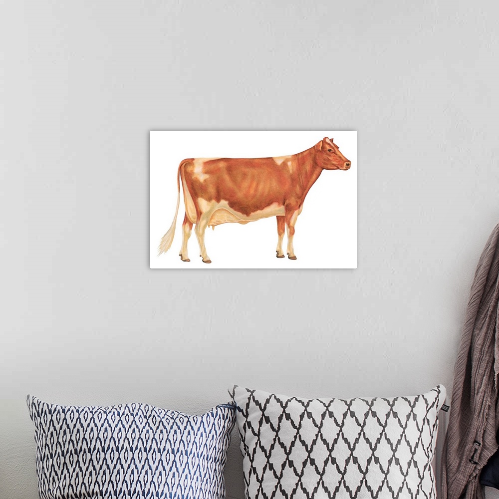A bohemian room featuring Guernsey Cow, Dairy Cattle