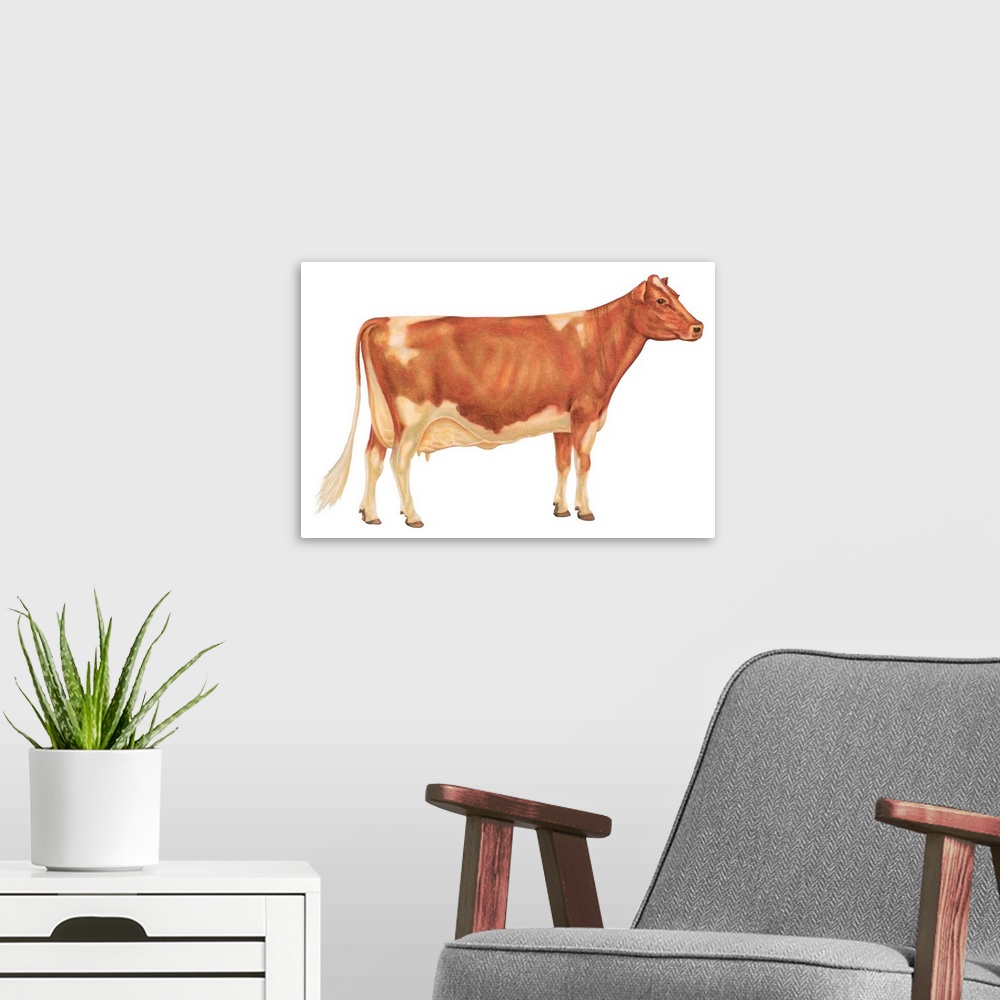 A modern room featuring Guernsey Cow, Dairy Cattle