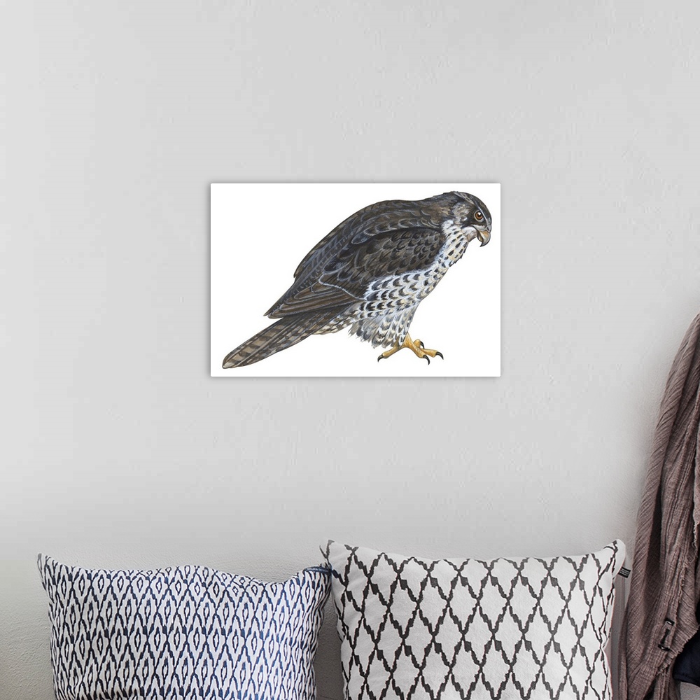 A bohemian room featuring Educational illustration of the gyrfalcon.