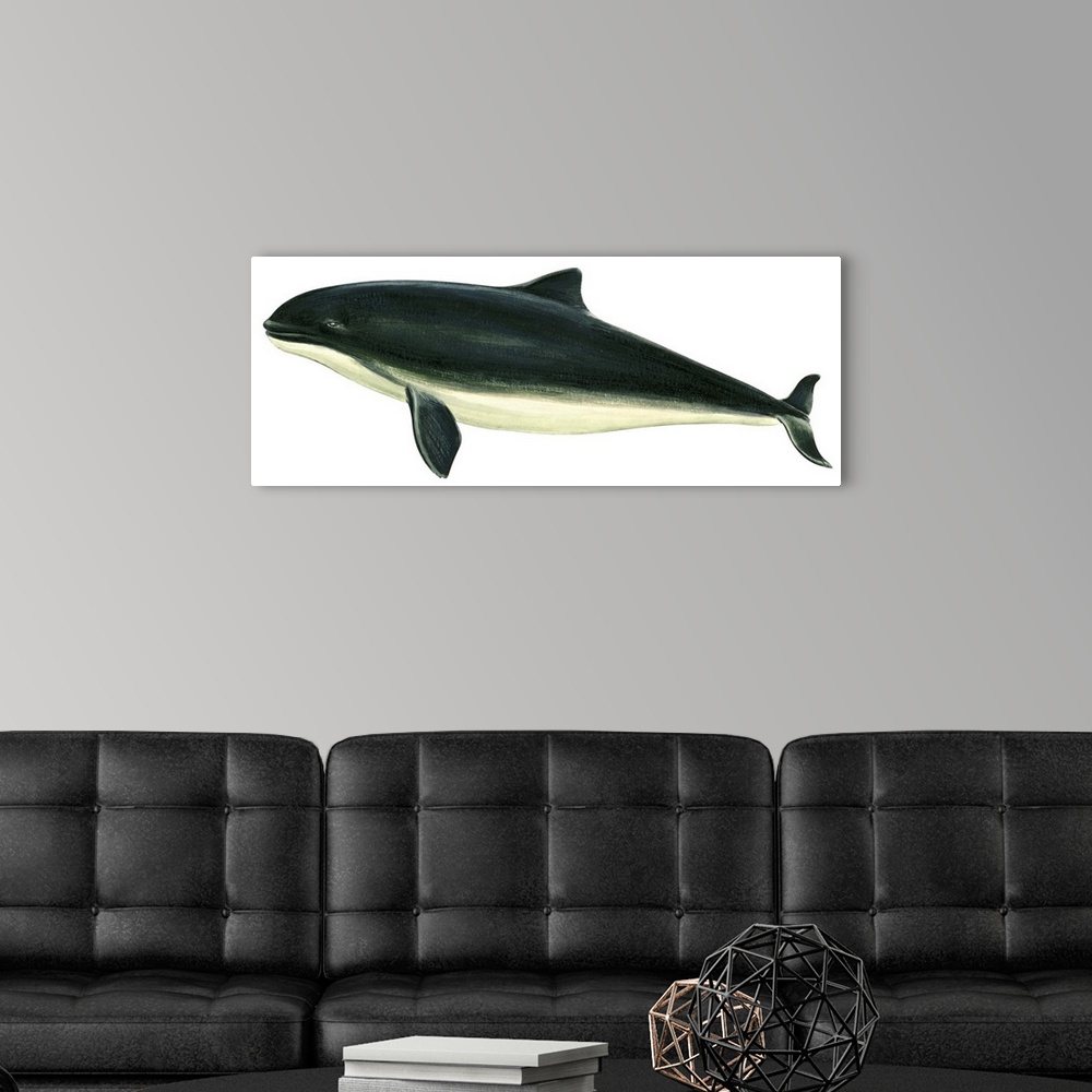 A modern room featuring Harbor Porpoise (Phocaena Phocaena)