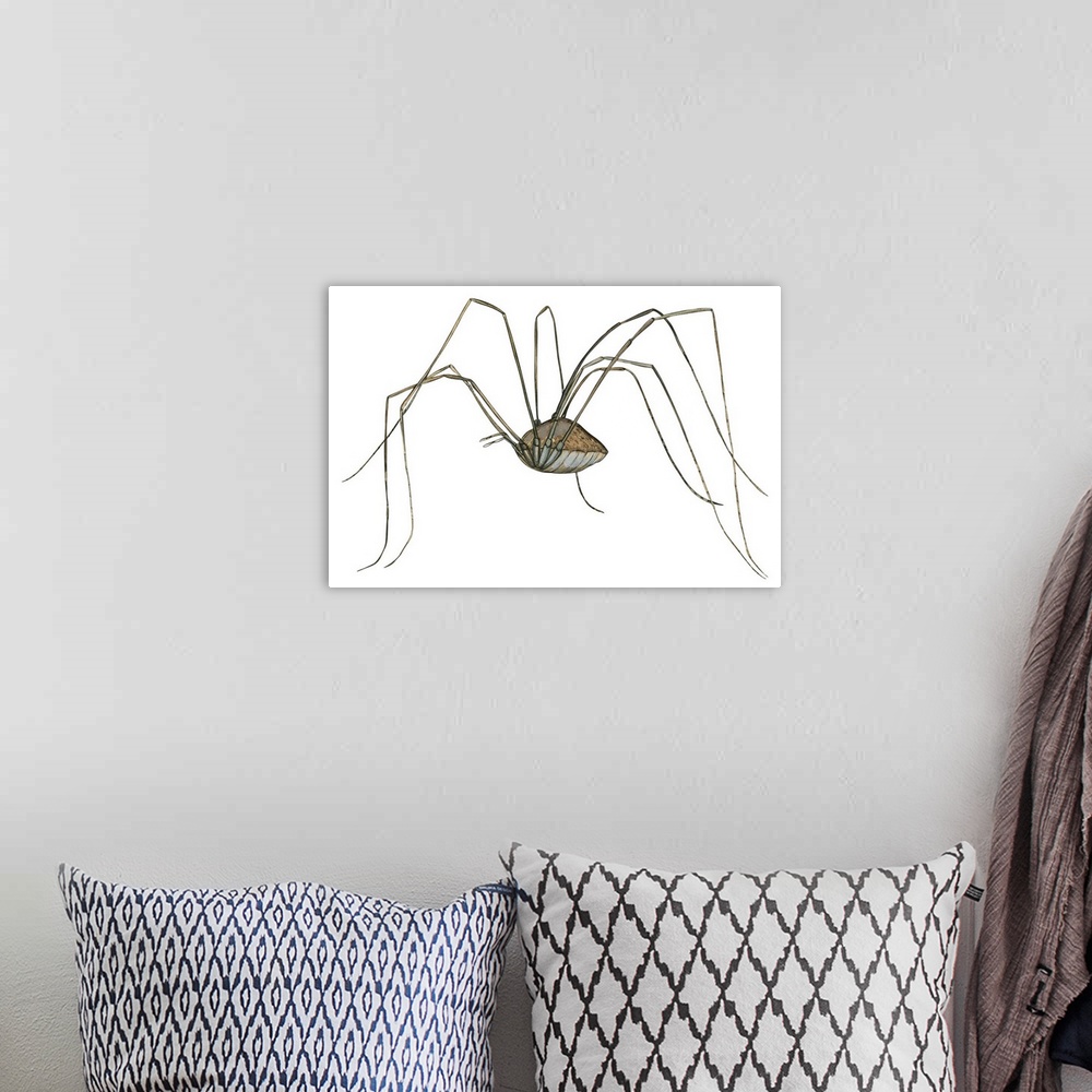 A bohemian room featuring Harvestman (Leiobunum Flavum), Spider