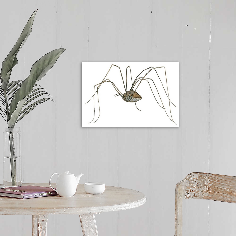 A farmhouse room featuring Harvestman (Leiobunum Flavum), Spider