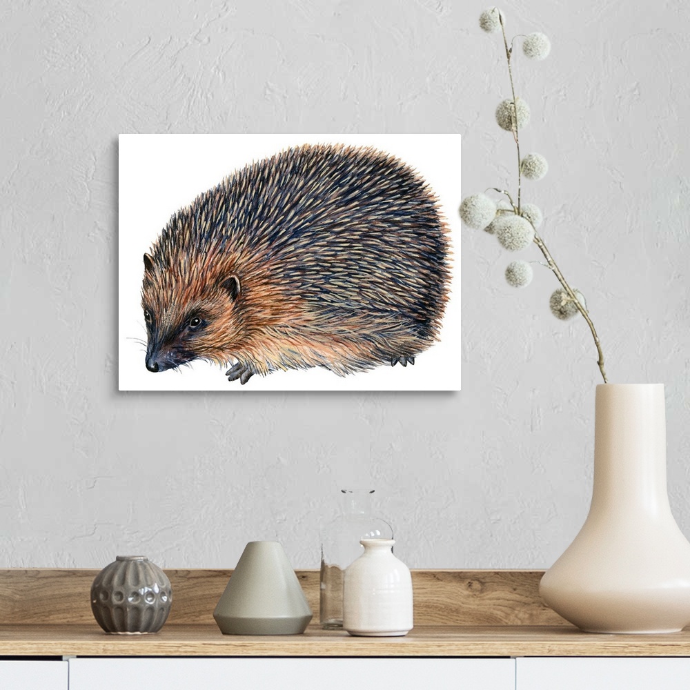 A farmhouse room featuring Hedgehog (Erinaceus Europaeus)