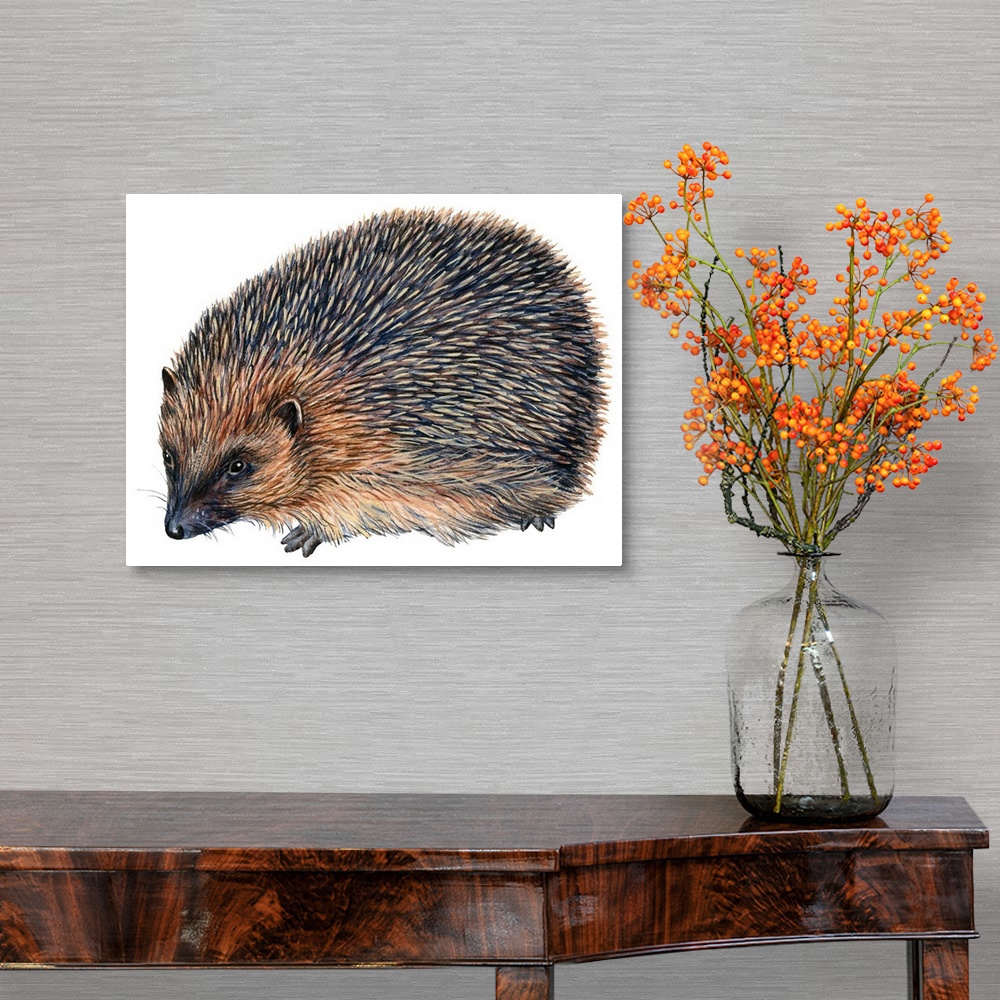 A traditional room featuring Hedgehog (Erinaceus Europaeus)