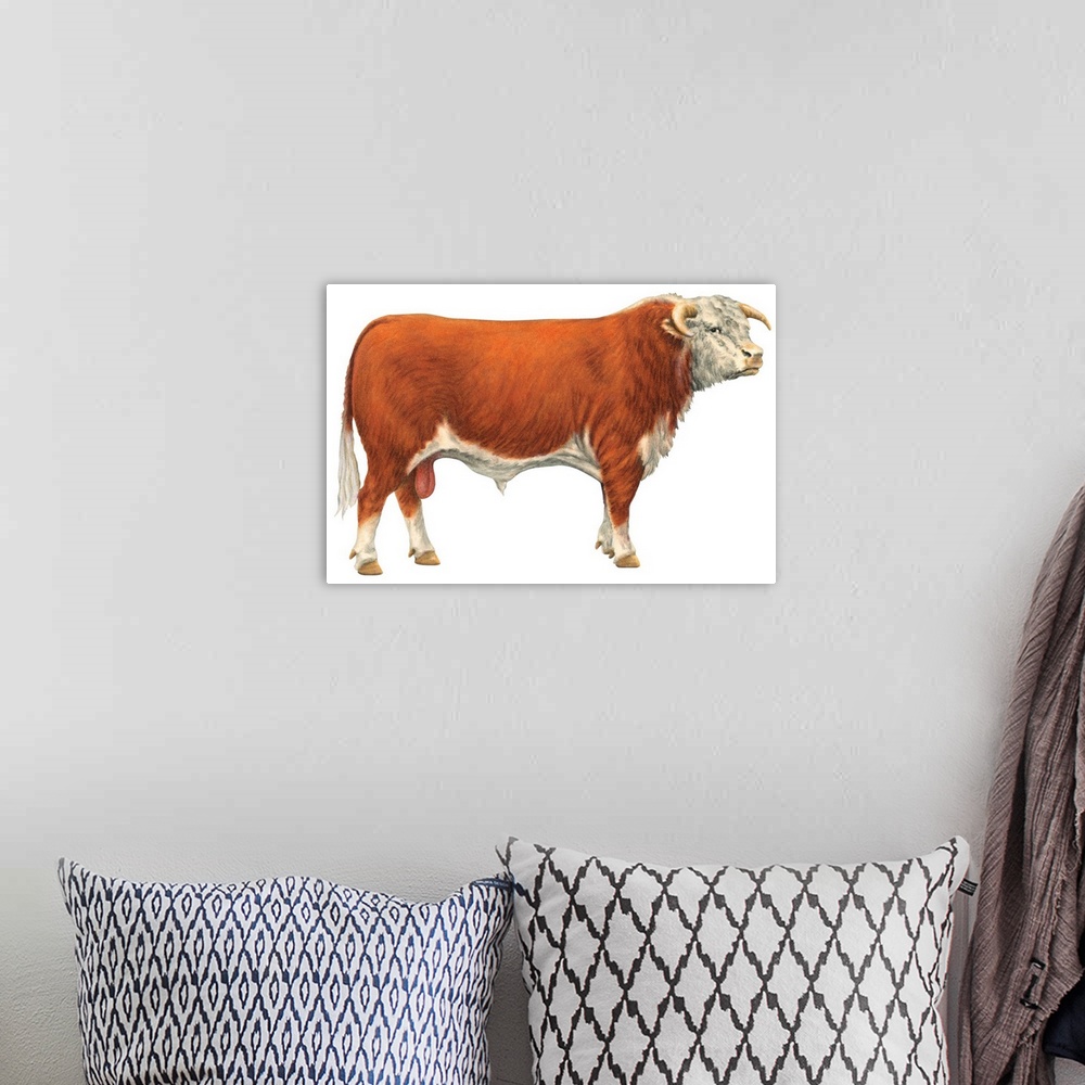 A bohemian room featuring Hereford Bull, Beef Cattle