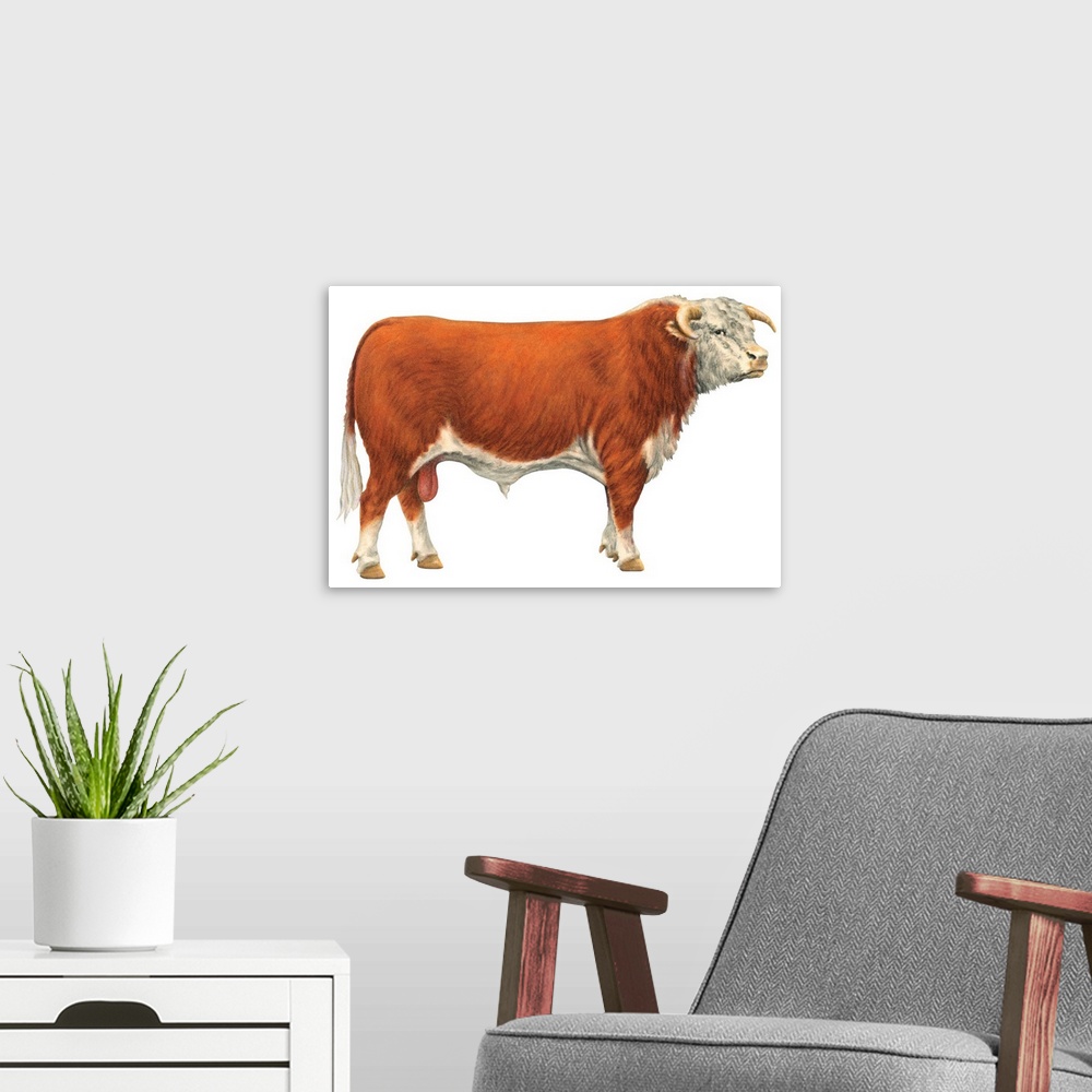 A modern room featuring Hereford Bull, Beef Cattle