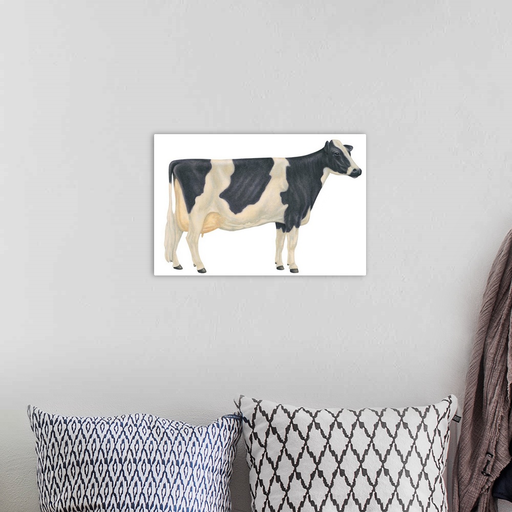 A bohemian room featuring Holstein-Friesian Cow, Dairy Cattle