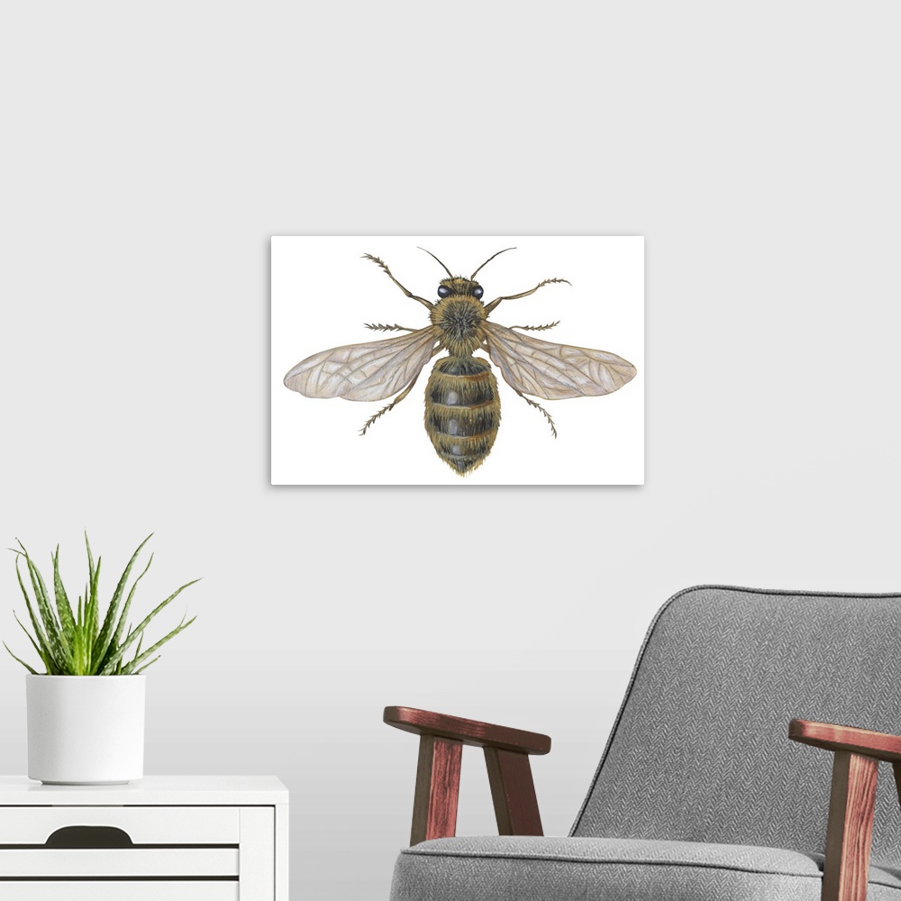 A modern room featuring Honeybee (Apis Mellifica)