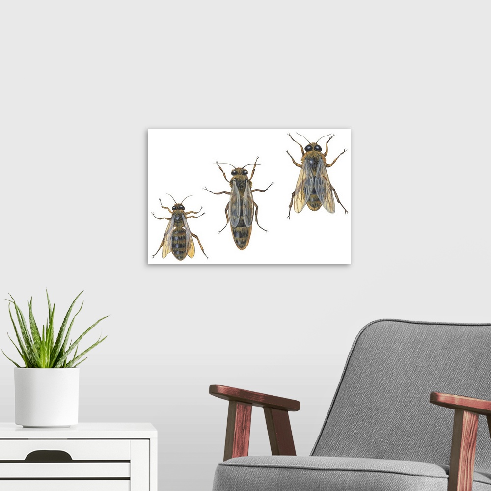 A modern room featuring Honeybee Castes (Apis Mellifica)