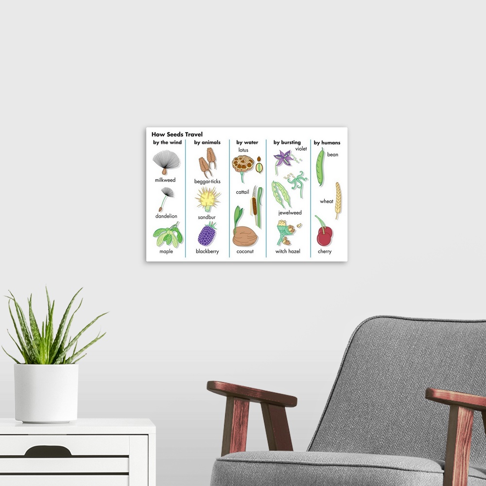 A modern room featuring An educational poster from Encyclopaedia Britannica showing the various ways seeds are spread.