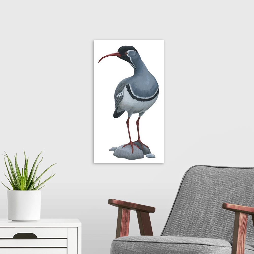 A modern room featuring Educational illustration of the ibisbill.