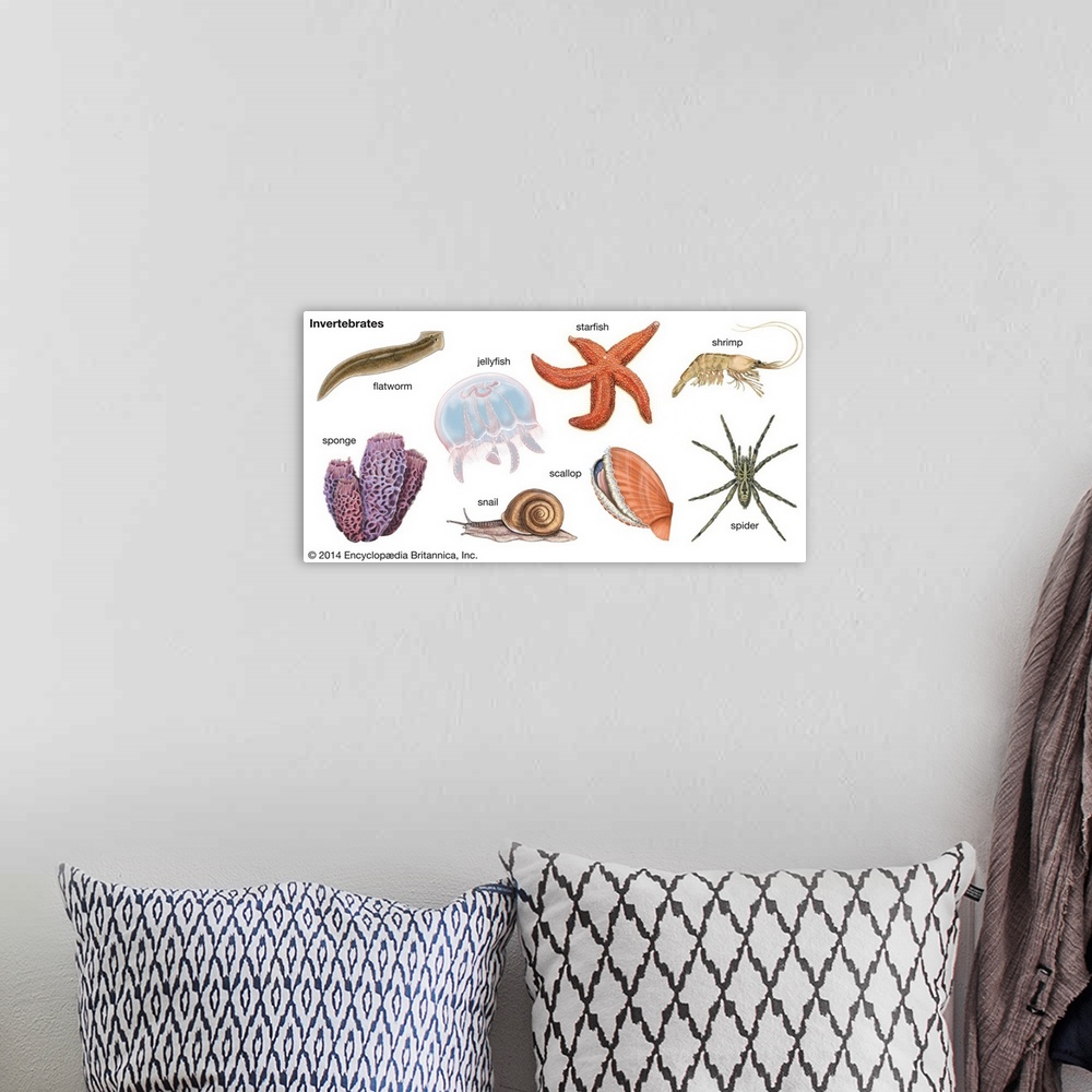 A bohemian room featuring An educational poster from Encyclopaedia Britannica showing the different types of invertebrates,...