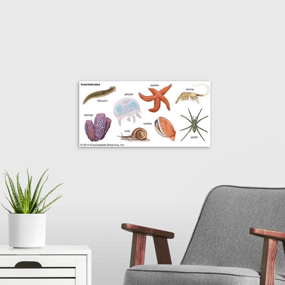 A modern room featuring An educational poster from Encyclopaedia Britannica showing the different types of invertebrates,...