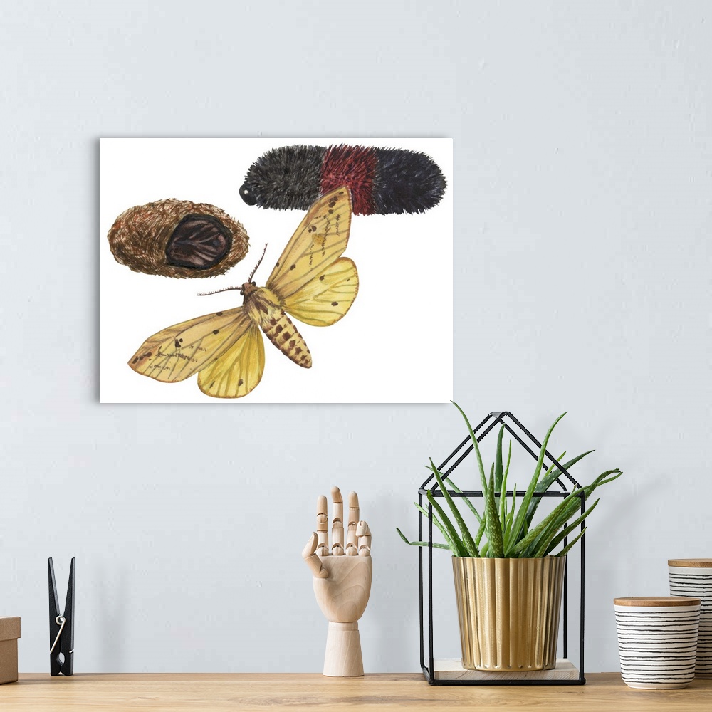 A bohemian room featuring Isabella Tiger Moth, Caterpillar And Pupae (Pyrrharctia Isabella)