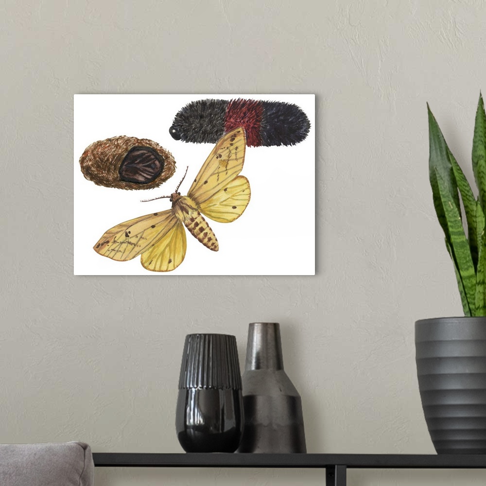 A modern room featuring Isabella Tiger Moth, Caterpillar And Pupae (Pyrrharctia Isabella)