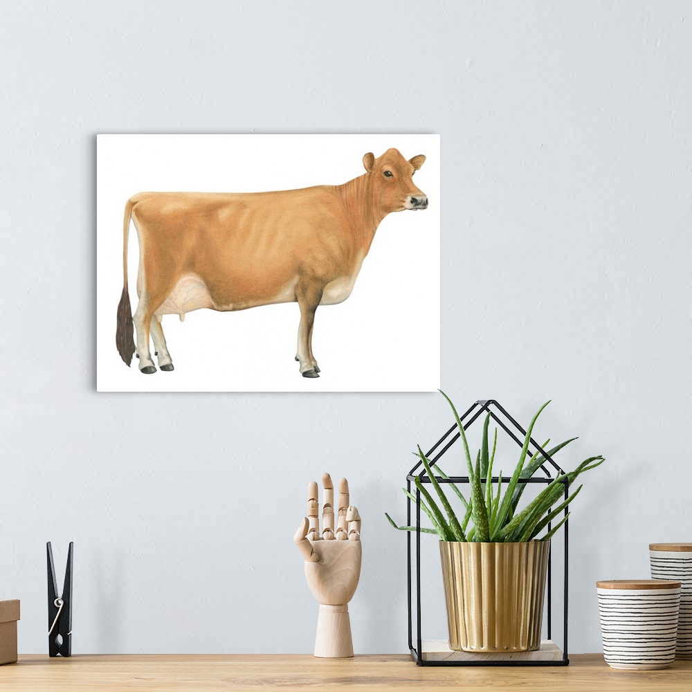 A bohemian room featuring Jersey Cow, Dairy Cattle