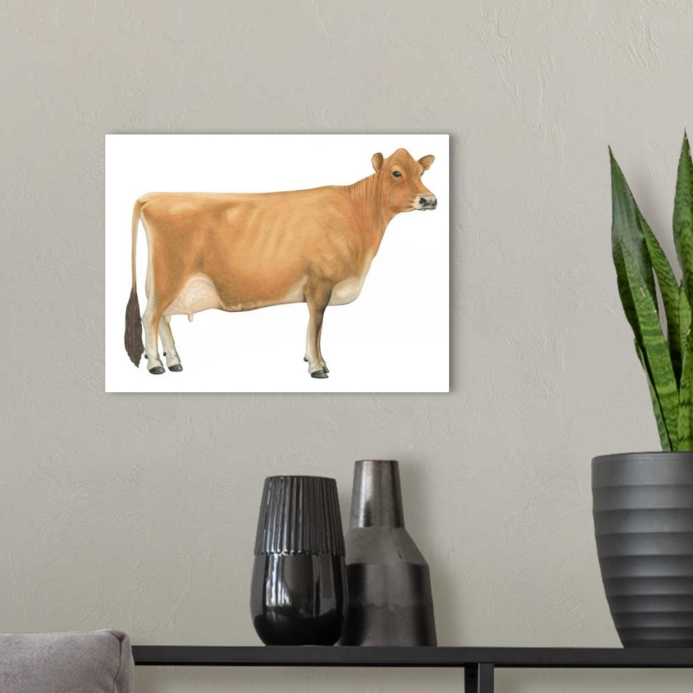 A modern room featuring Jersey Cow, Dairy Cattle