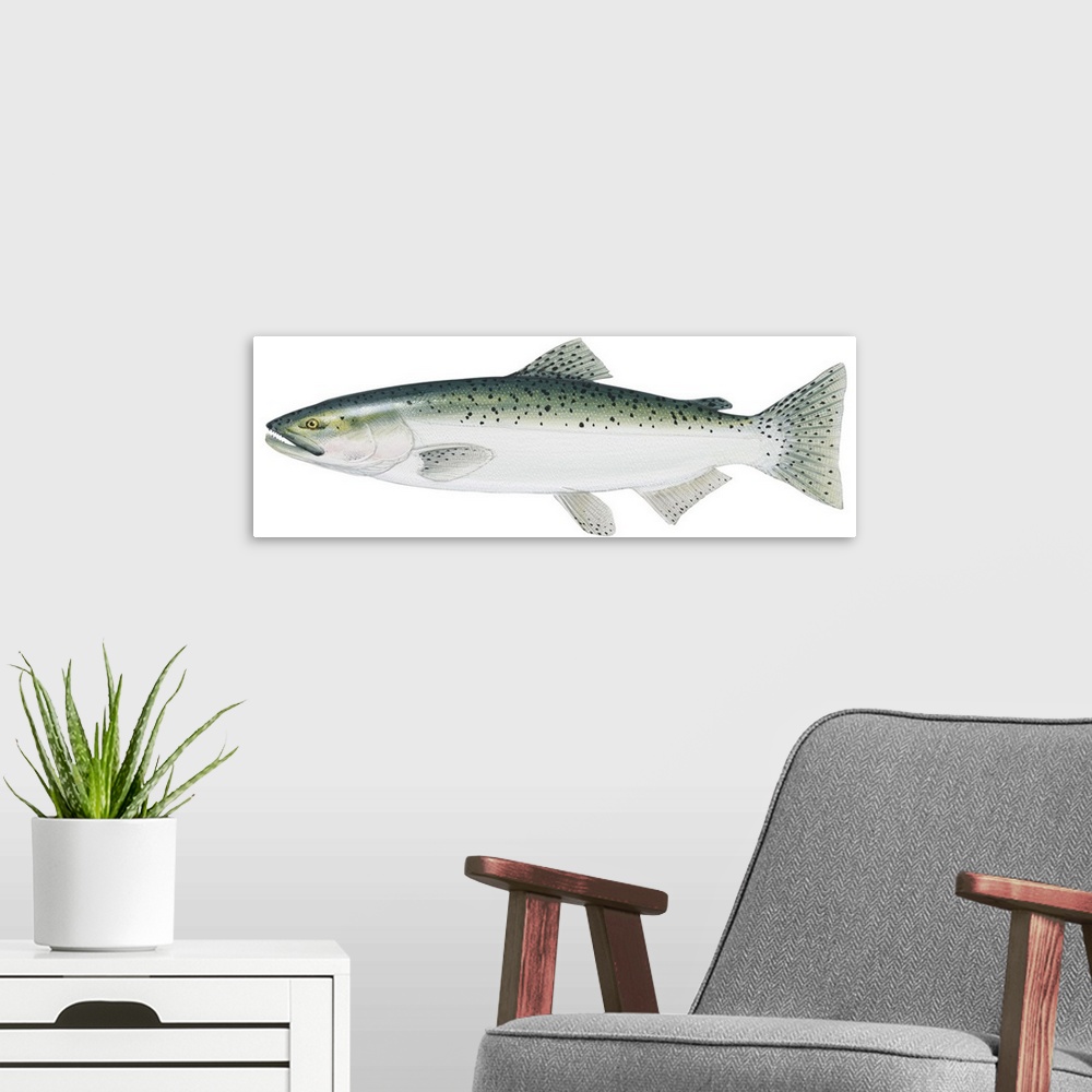 A modern room featuring King Salmon (Oncorhynchus Tshawytscha)
