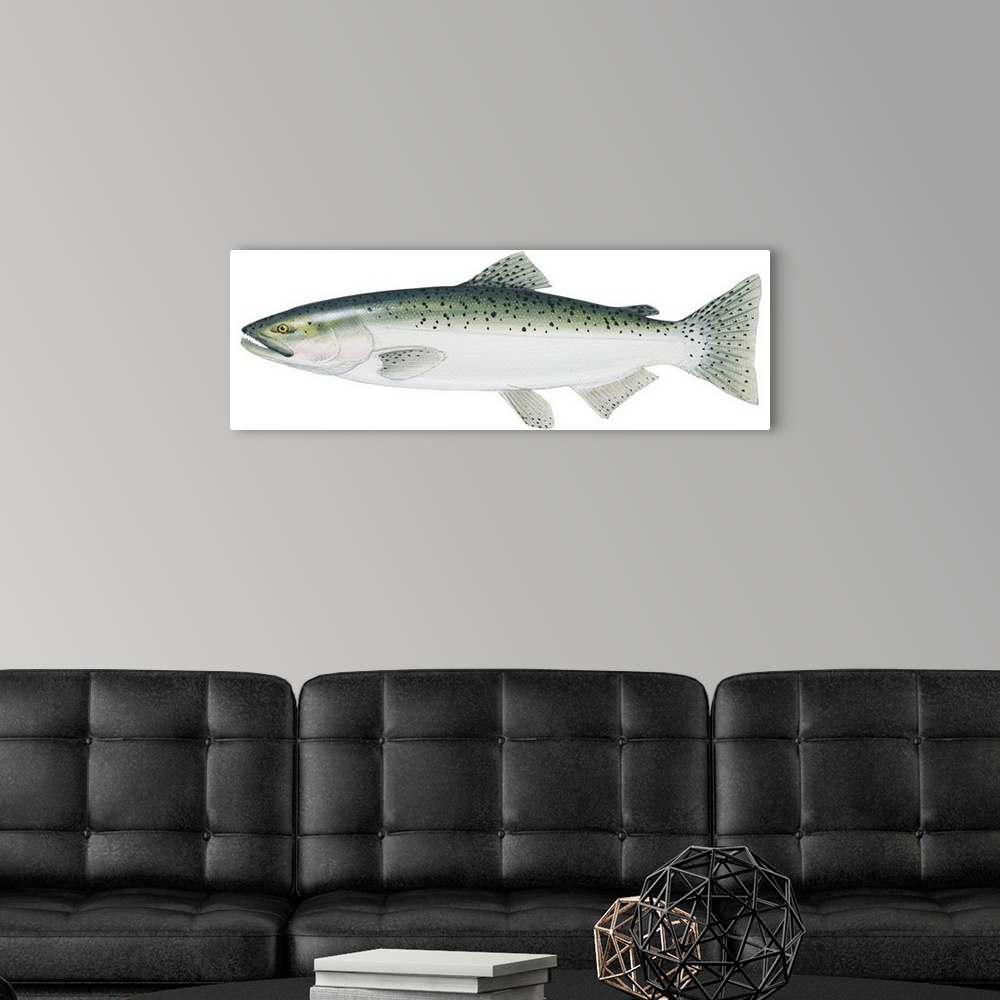 A modern room featuring King Salmon (Oncorhynchus Tshawytscha)
