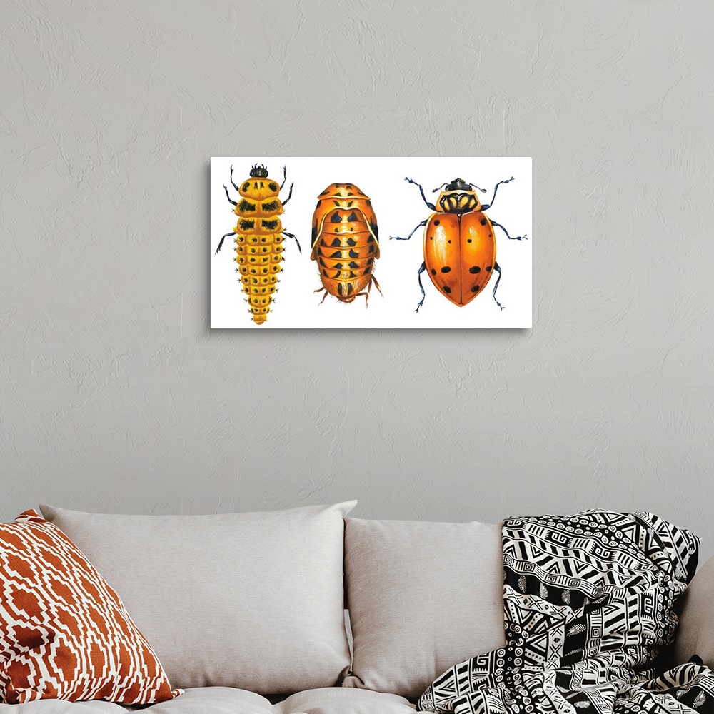 A bohemian room featuring Ladybird Beetle Larva, Pupa And Adult (Coccinellidae), Ladybug