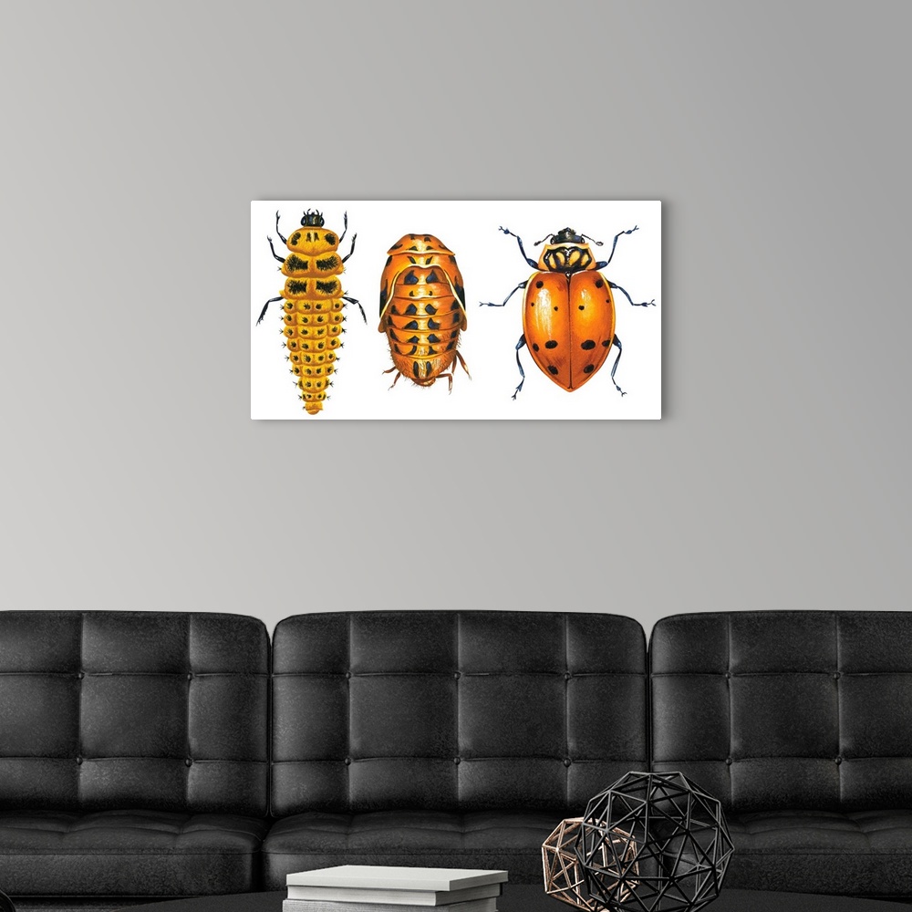 A modern room featuring Ladybird Beetle Larva, Pupa And Adult (Coccinellidae), Ladybug