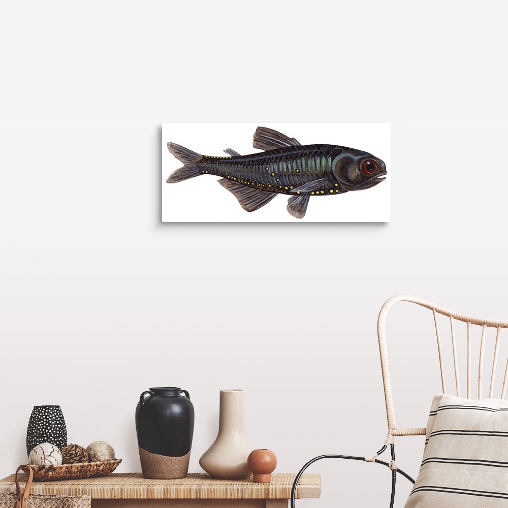 A farmhouse room featuring Lantern Fish (Myctophum Affine)