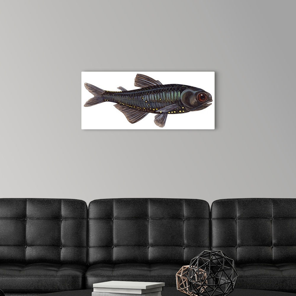 A modern room featuring Lantern Fish (Myctophum Affine)