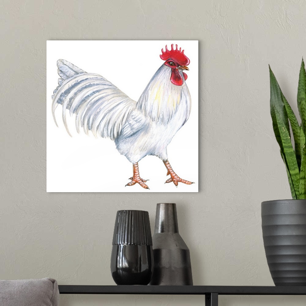 A modern room featuring Educational illustration of the leghorn.