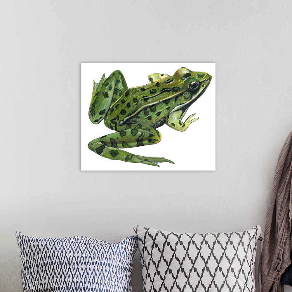 A bohemian room featuring Educational illustration of the leopard frog.