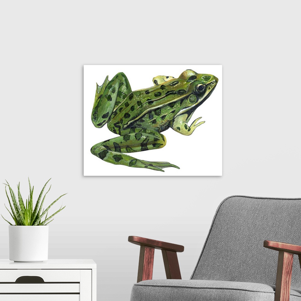 A modern room featuring Educational illustration of the leopard frog.