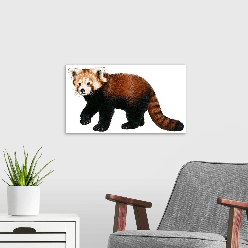 A modern room featuring Lesser Panda (Aelurus Fulgens)