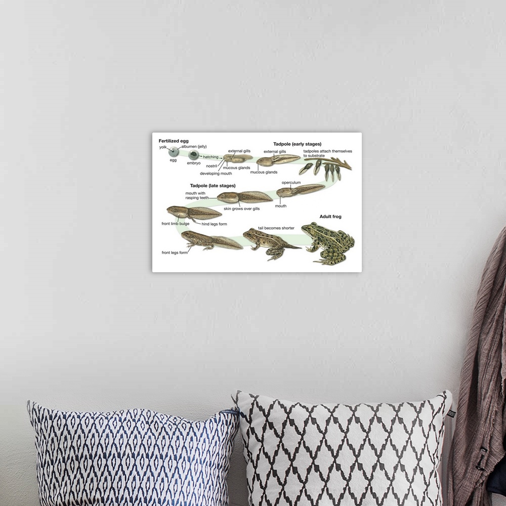 A bohemian room featuring An educational poster from Encyclopaedia Britannica of the lifecycle of a frog.