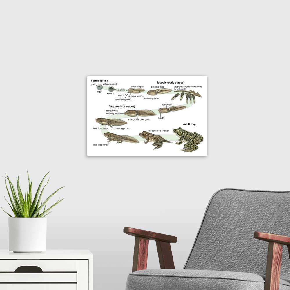 A modern room featuring An educational poster from Encyclopaedia Britannica of the lifecycle of a frog.